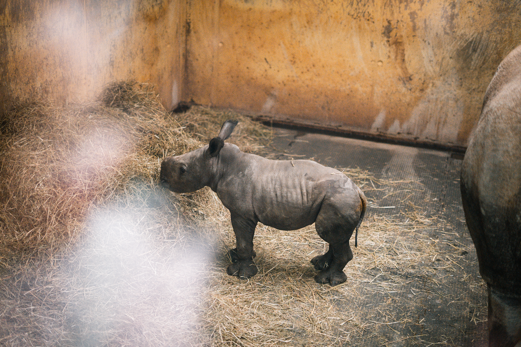 Newborn Rhino