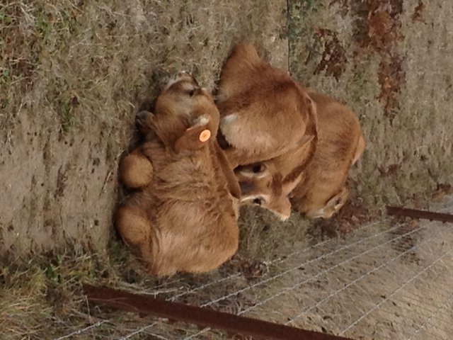 Newborn Roan calves at B Bryan preserve