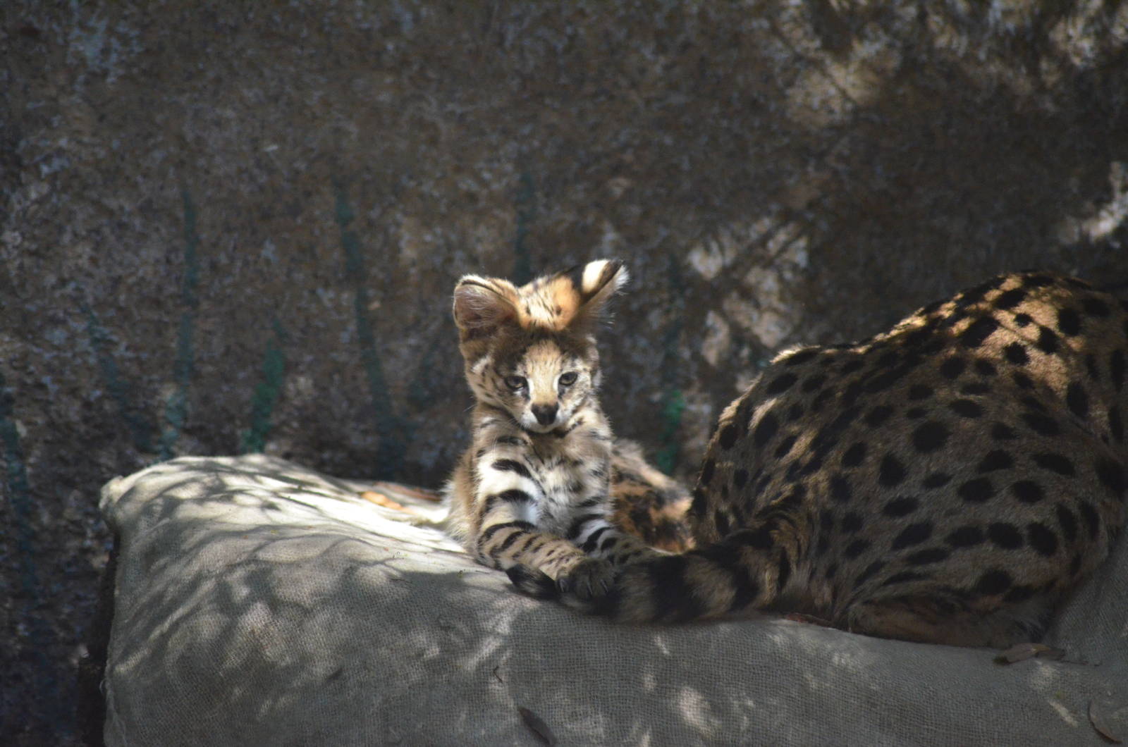 Newborn Serval Kitten With Her Mom