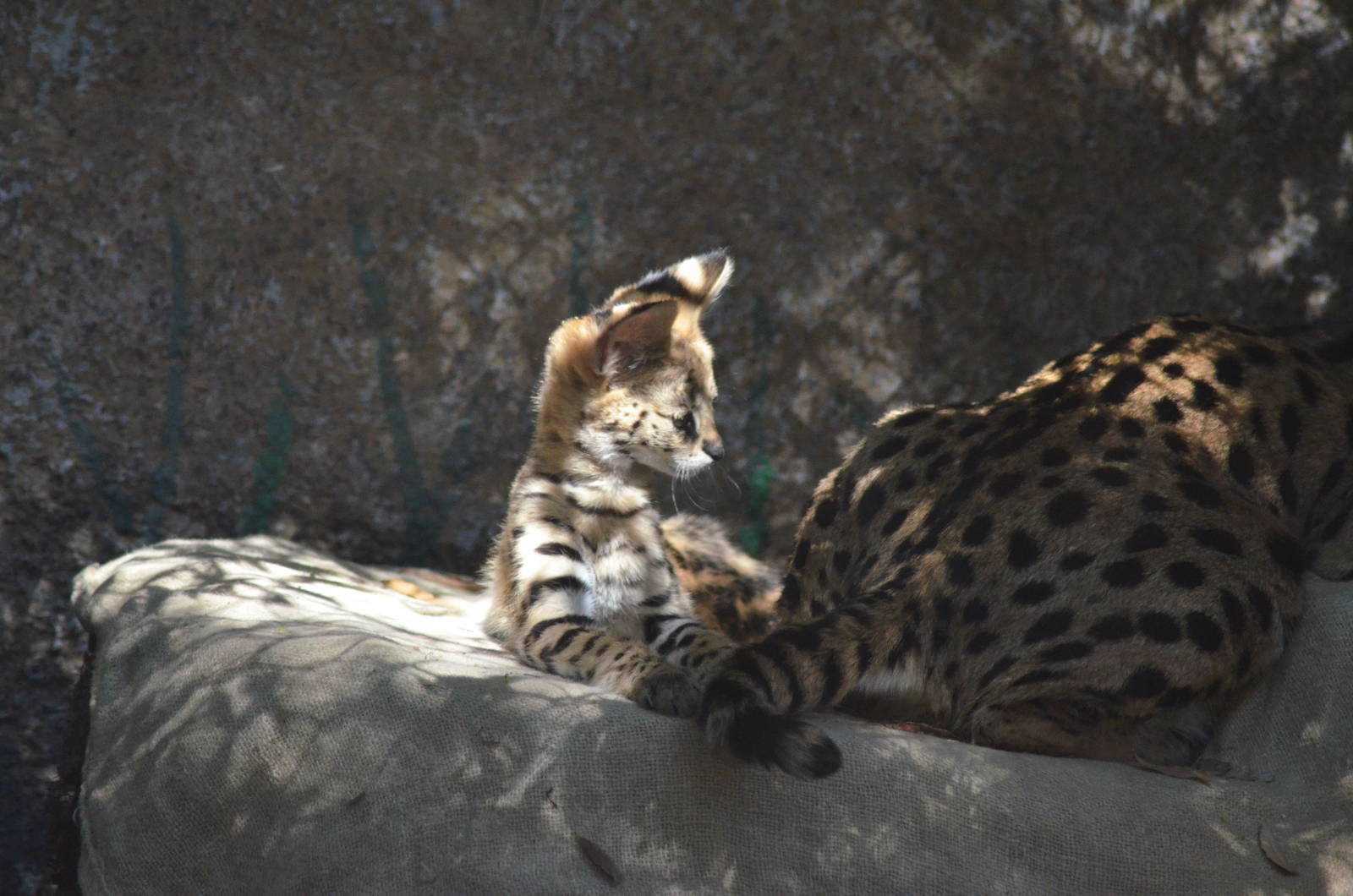 Newborn Serval Kitten With Her Mom