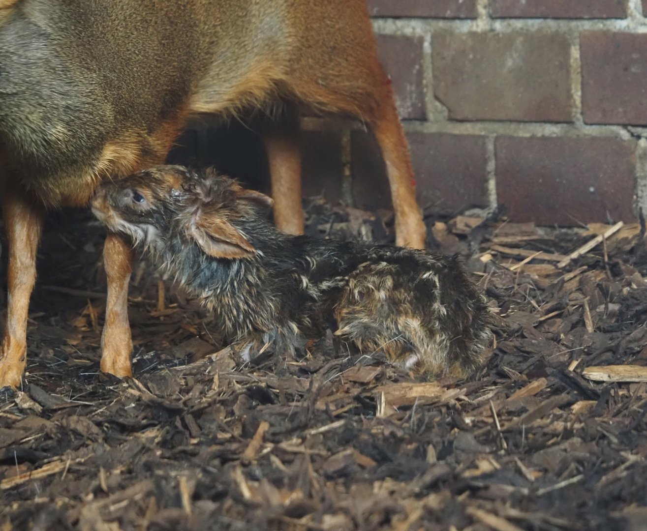Newborn Southern pudu (Pudu puda) fawn, 2025-05-30