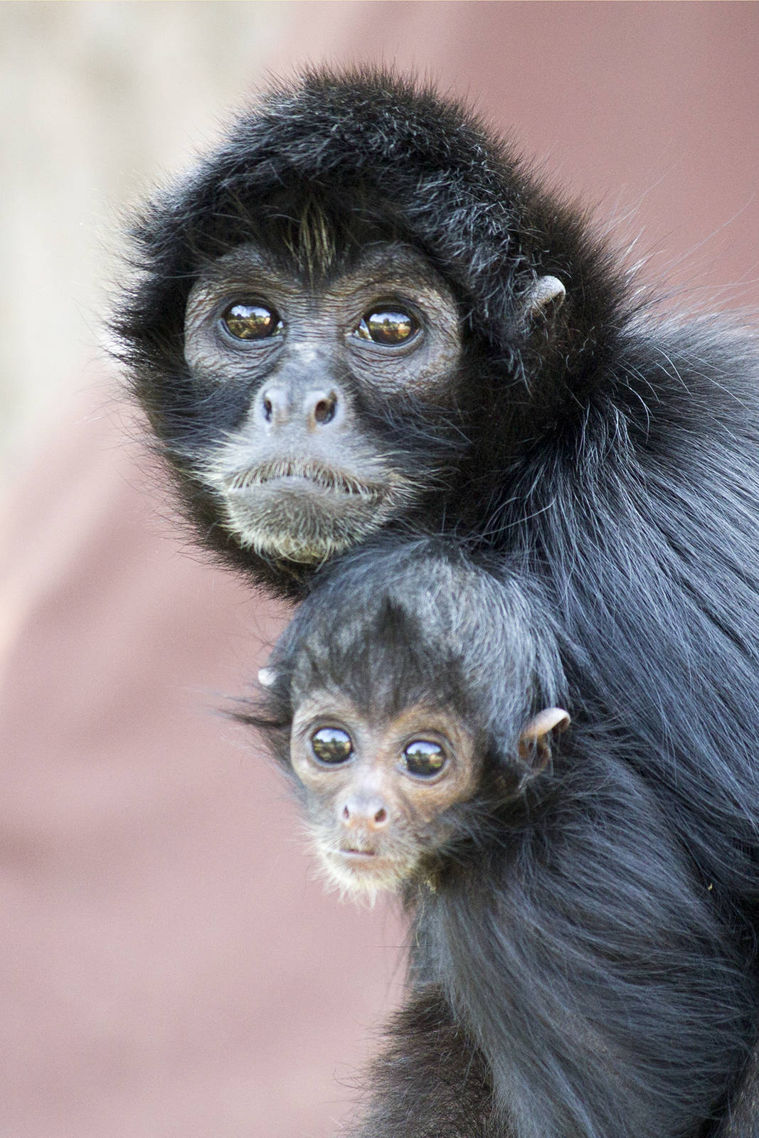 Newborn spider monkey, 8/20/15