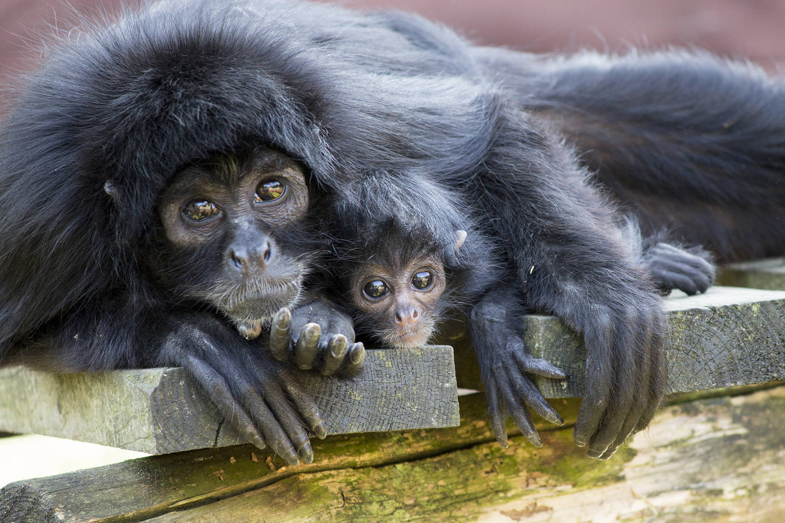 Newborn spider monkey, 8/20/15