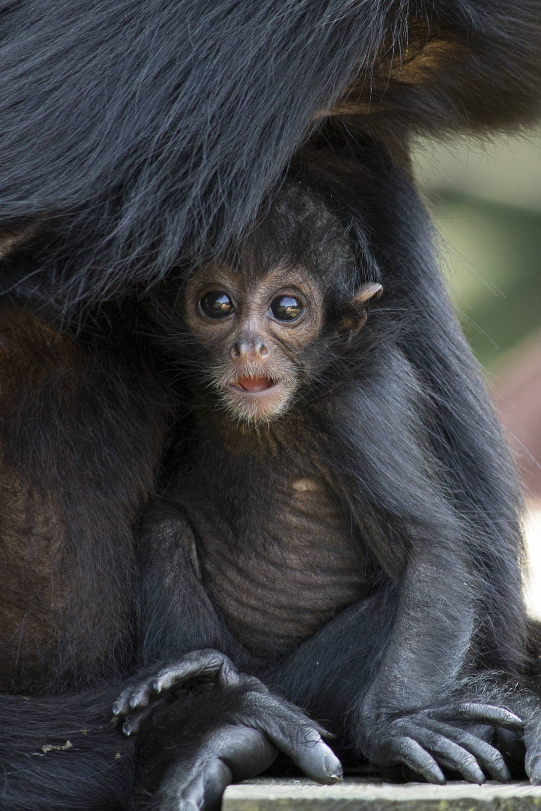Newborn spider monkey, 8/20/15