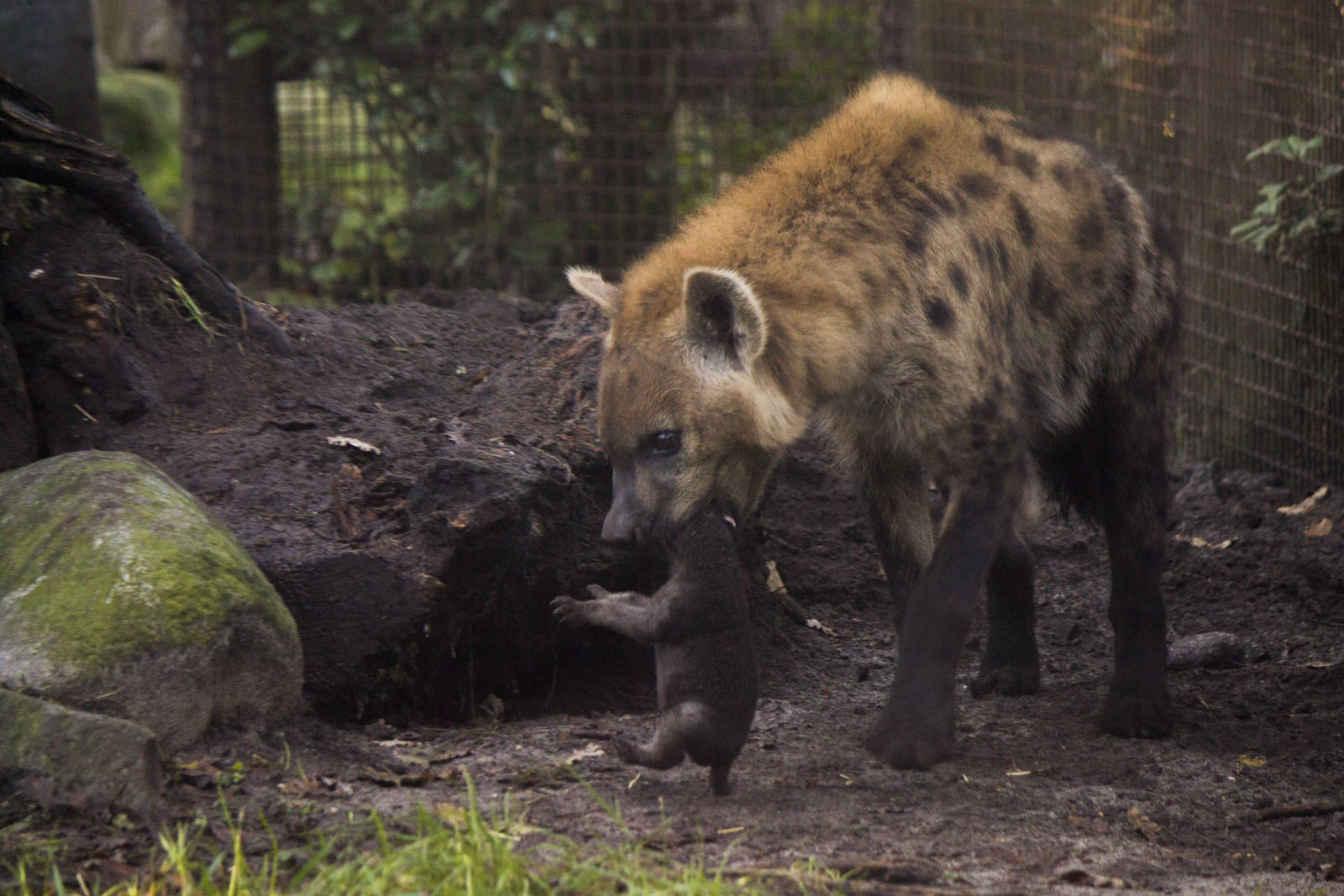 Newborn spotted hyena