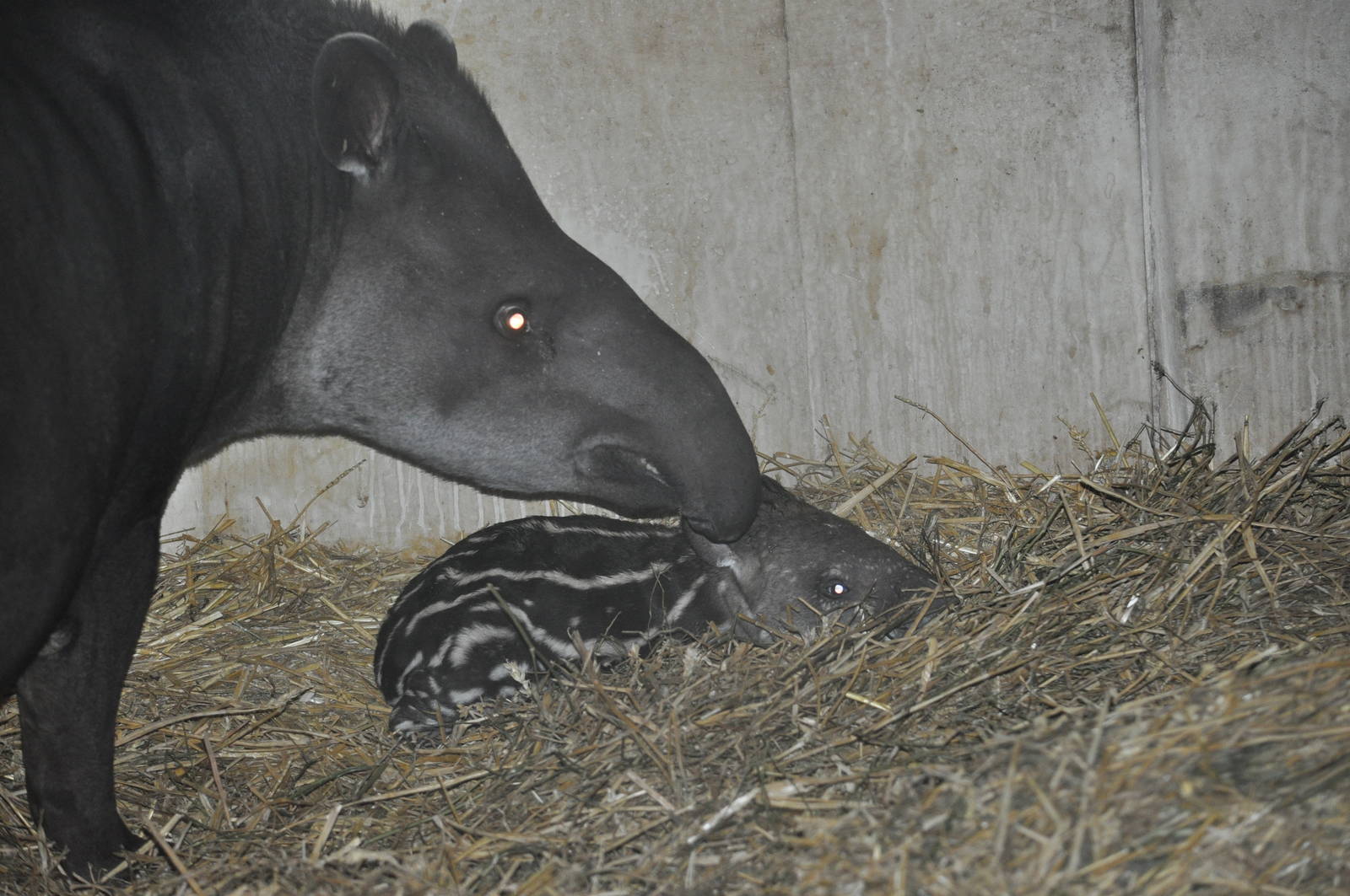 Newborn Tapir 27/12/11