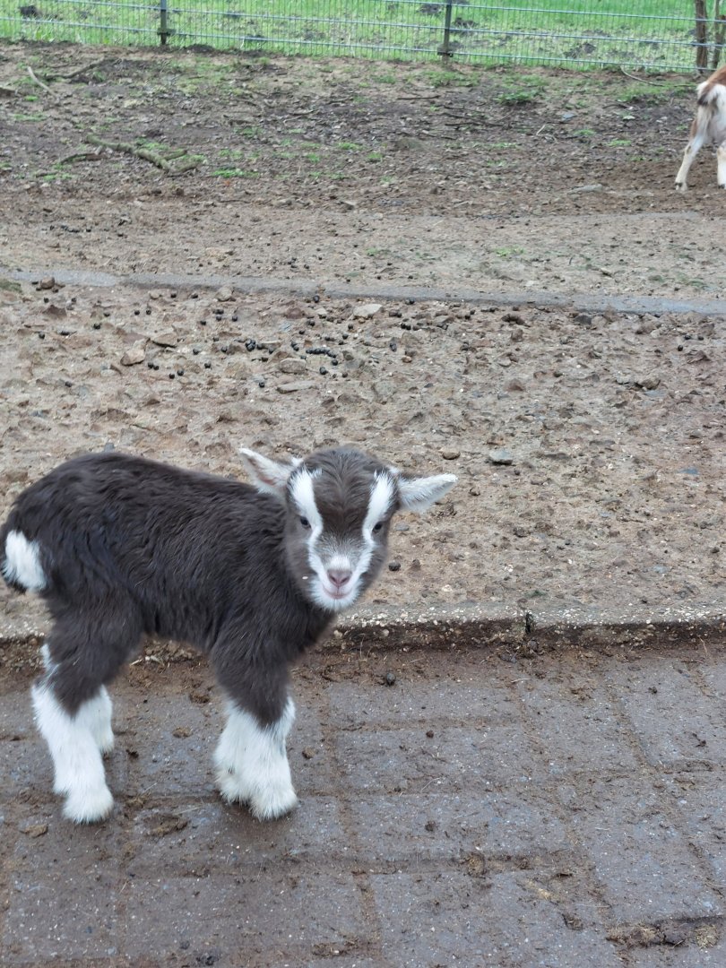 Newborn Thuringian goat Stadtpark Emsdetten