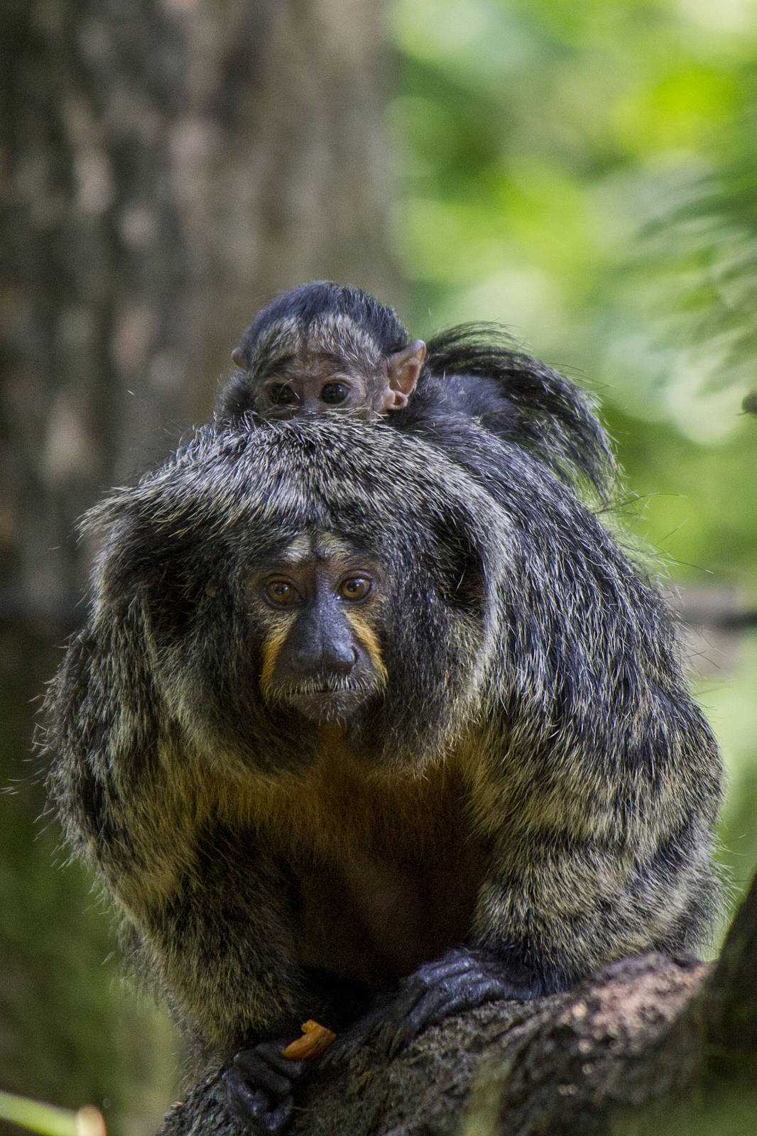 Newborn white-faced saki