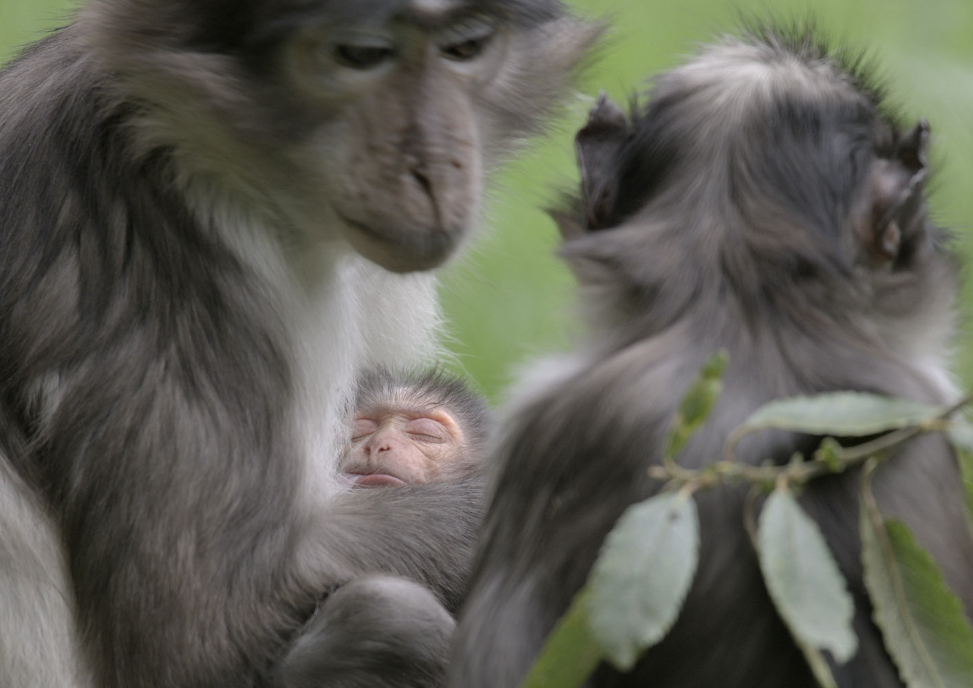 Newborn white-naped mangabey (1)