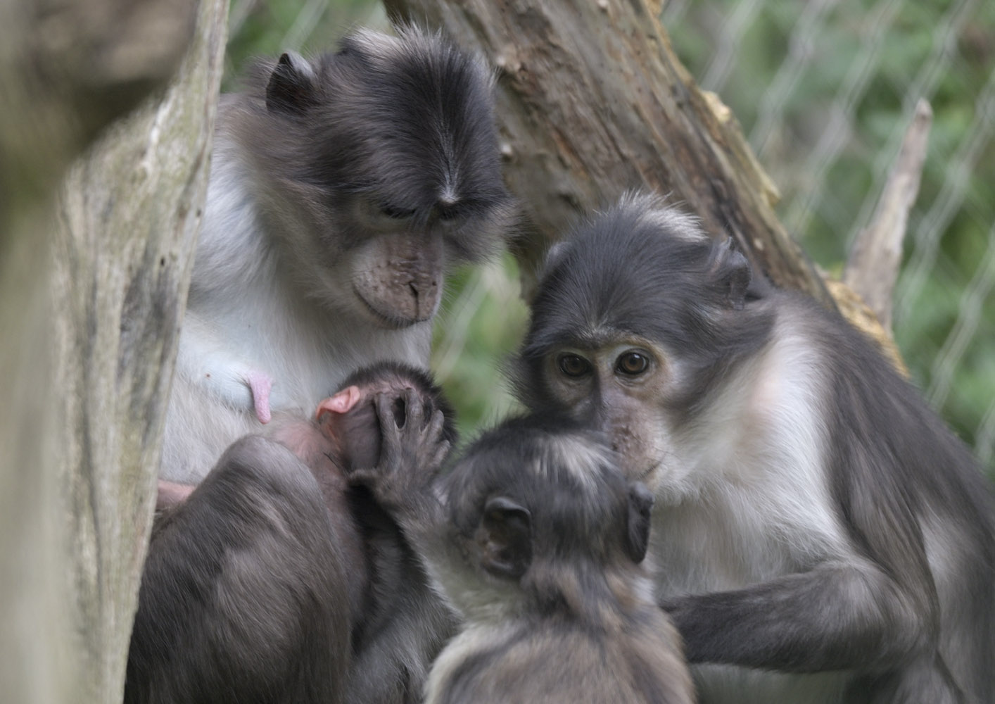 Newborn white-naped mangabey (2)