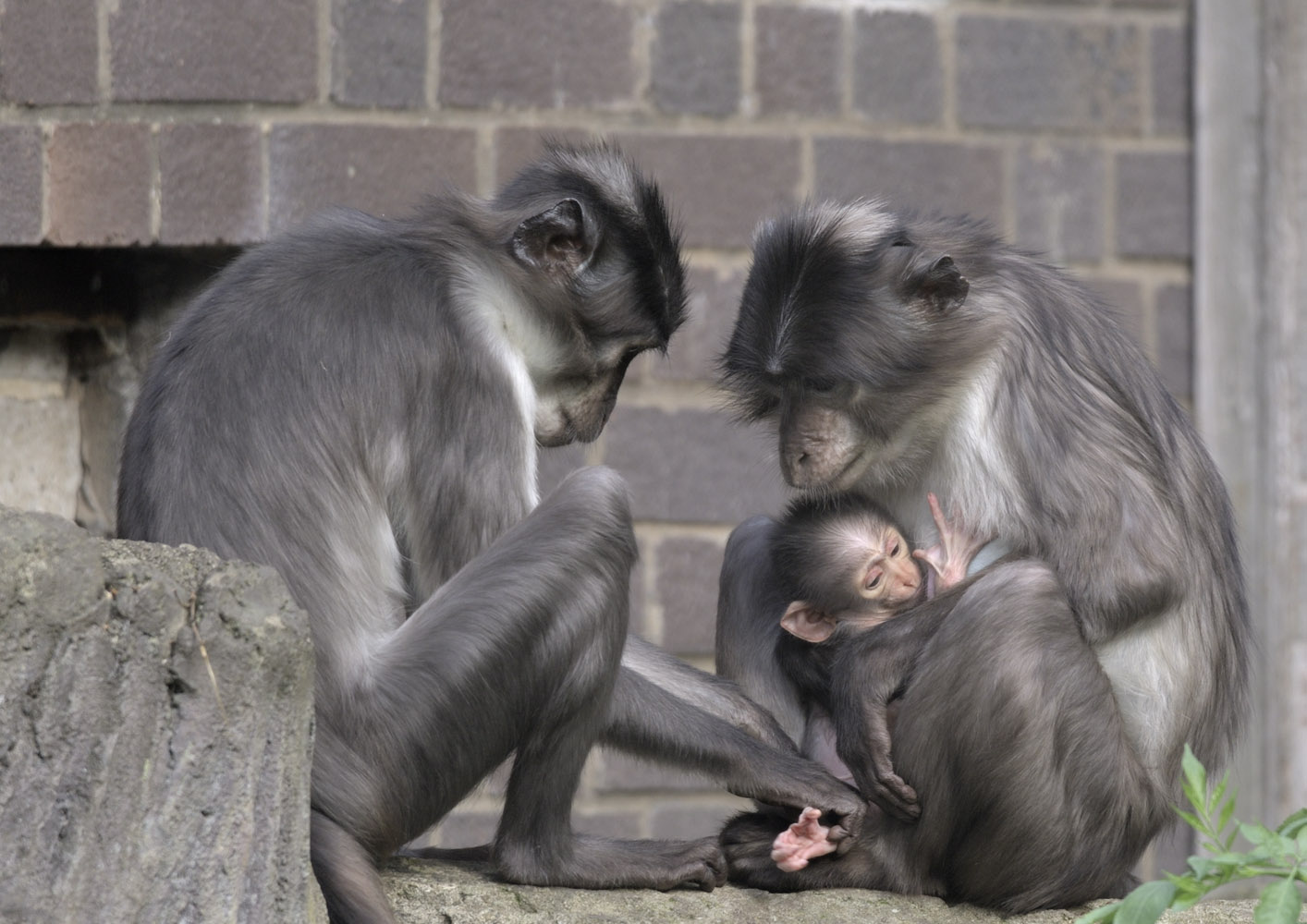 Newborn white-naped mangabey (3)