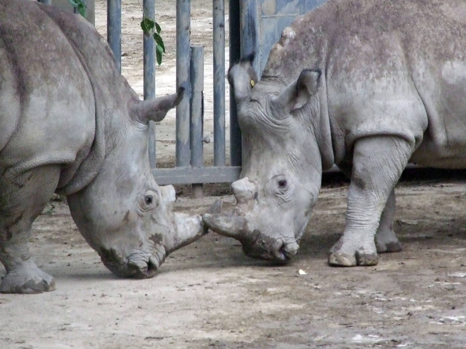 newcome white rhinoceros male#1 and female#1