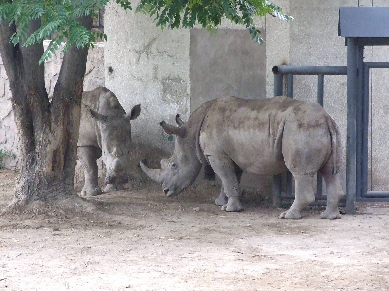 newcome white rhinoceros male#2 and femle#2