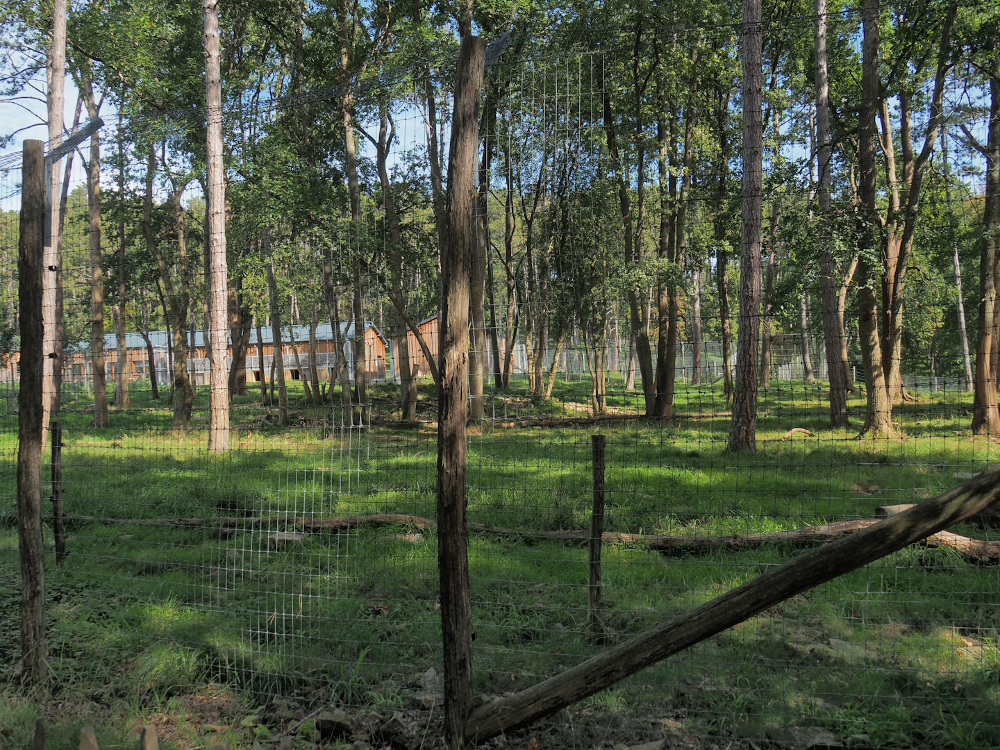 Newer European brown bear exhibit, 2023-09-26