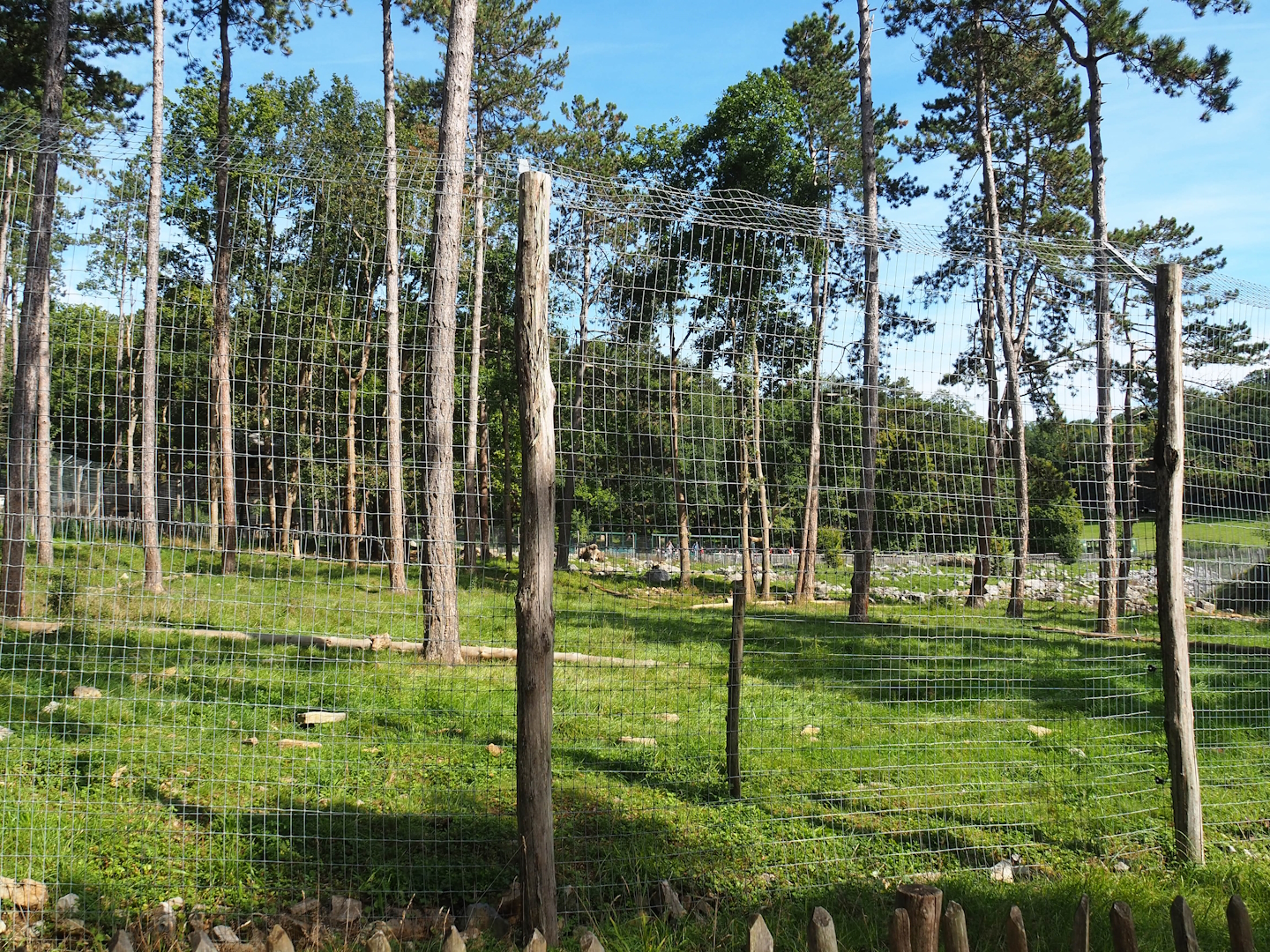 Newer European brown bear exhibit, 2023-09-26
