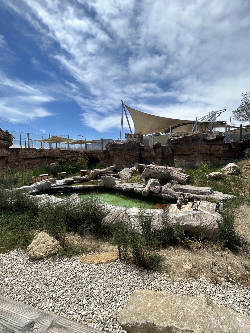 Newer Humboldt penguin exhibit