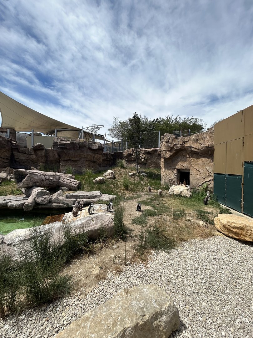 Newer Humboldt penguin exhibit