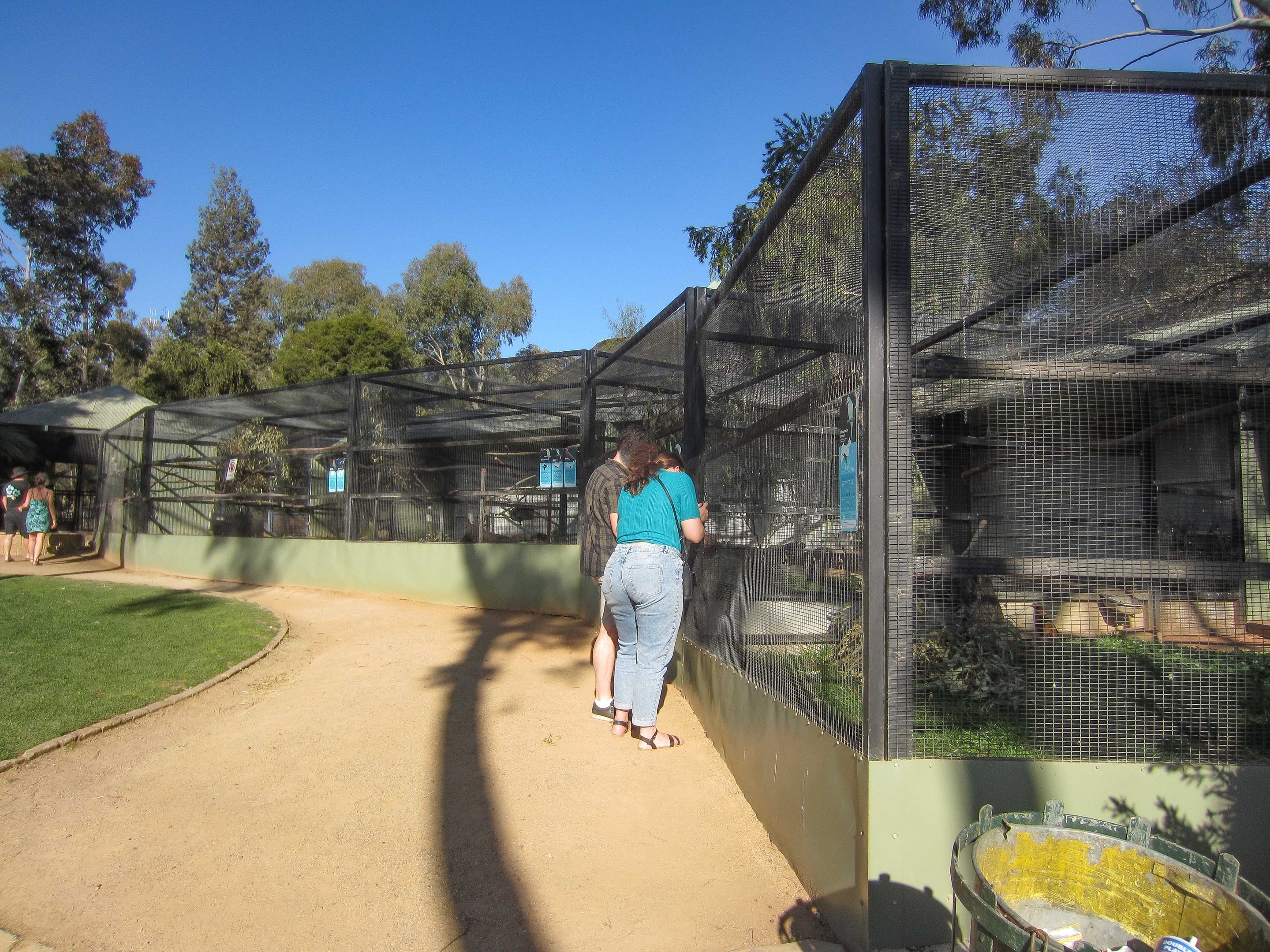 Newer Parrot aviaries