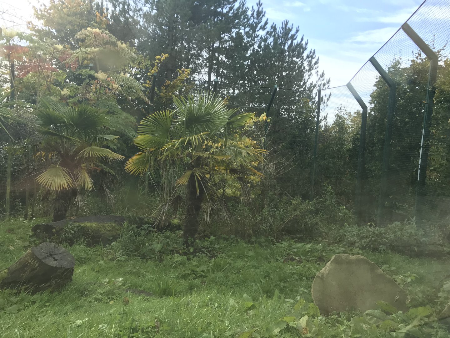 Newer Sumatran tiger enclosure (3)