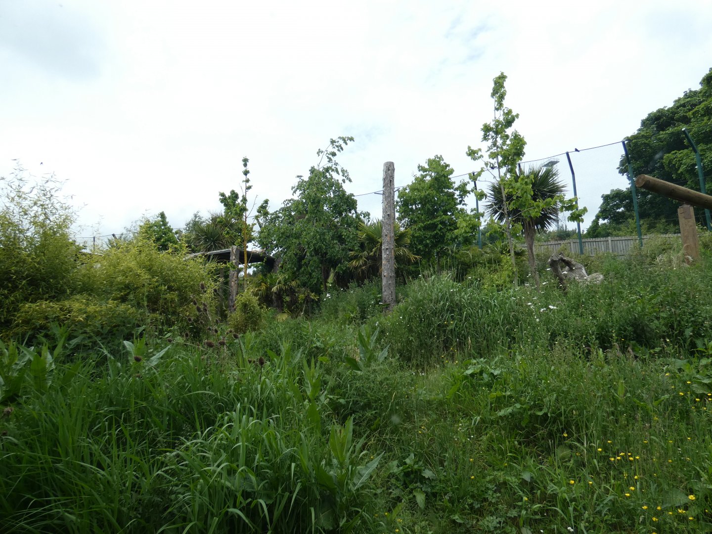 Newer Sumatran tiger enclosure