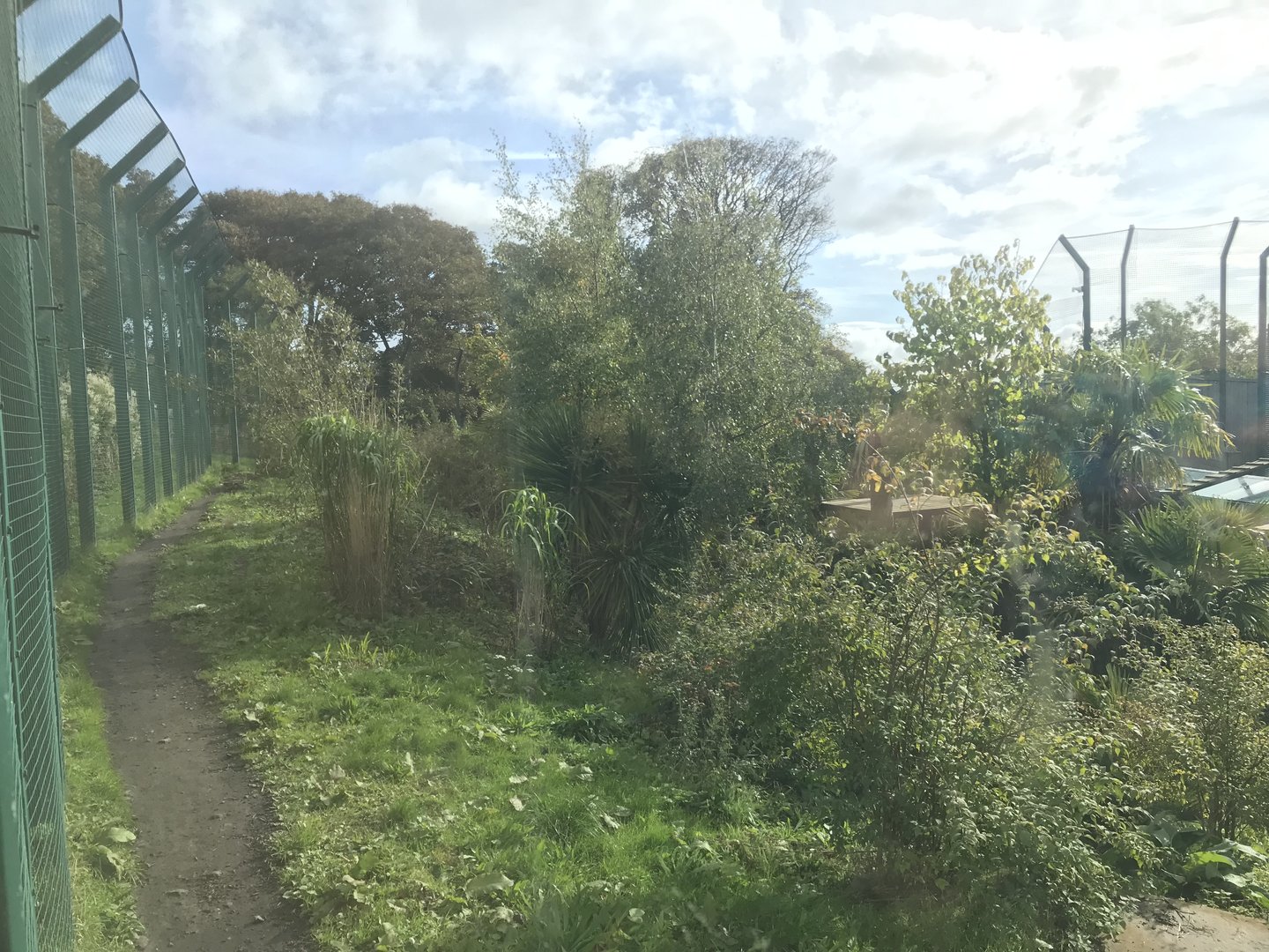 Newer Sumatran tiger enclosure