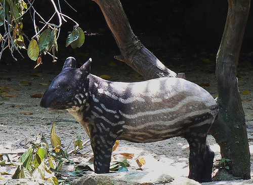 Newest addition to Singapore Zoo's tapir collection