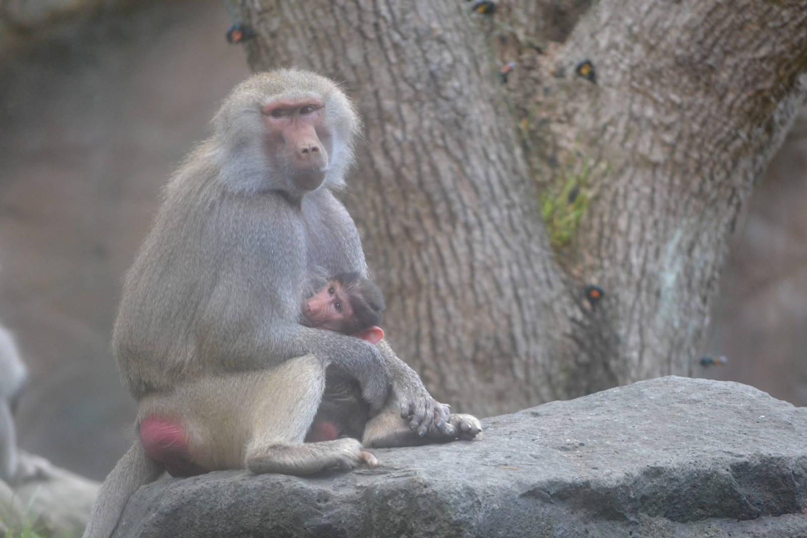 Newest addition to the Baboon troop