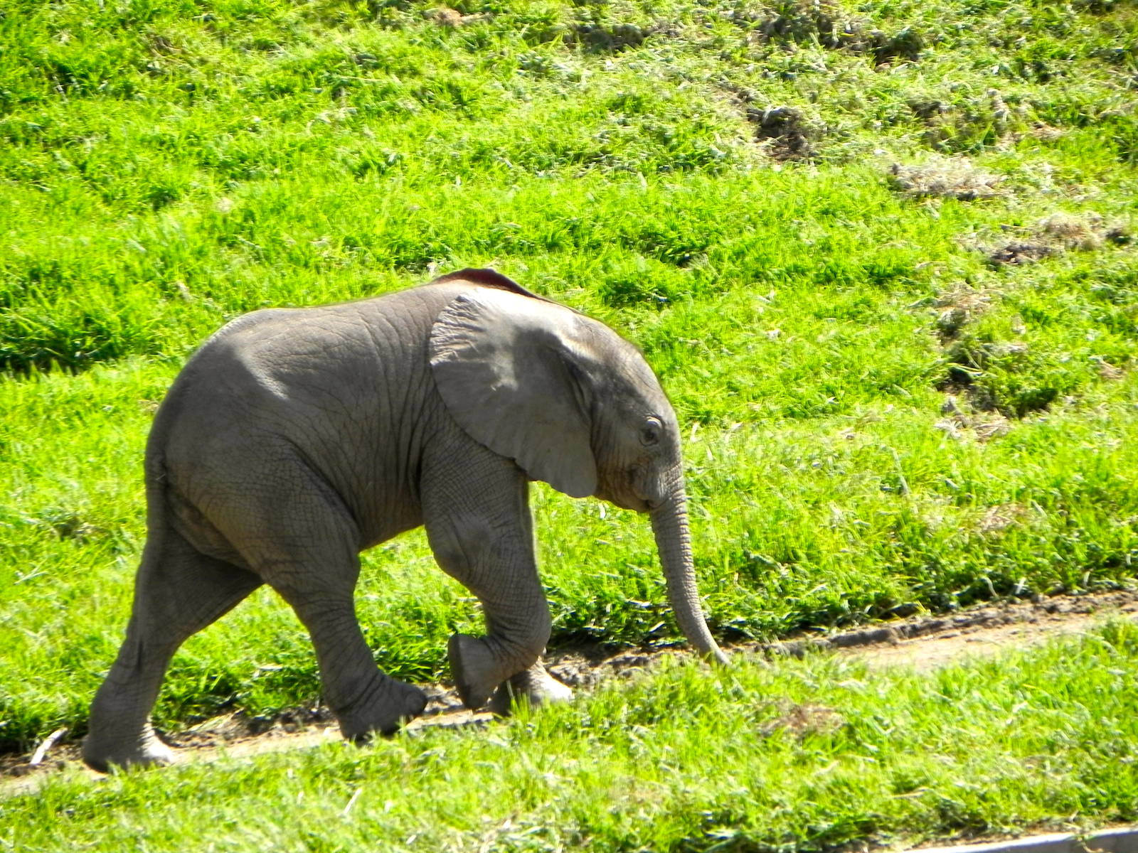 Newest baby elephant