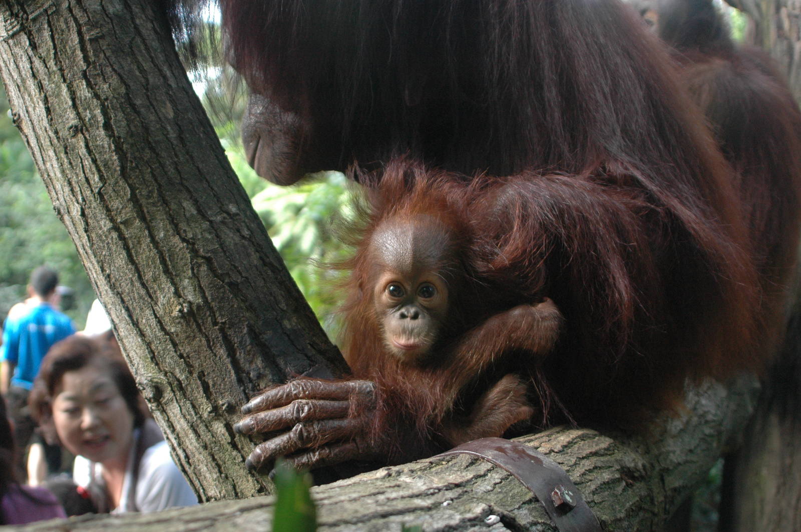 Newest baby orangutan at Singapore Zoo