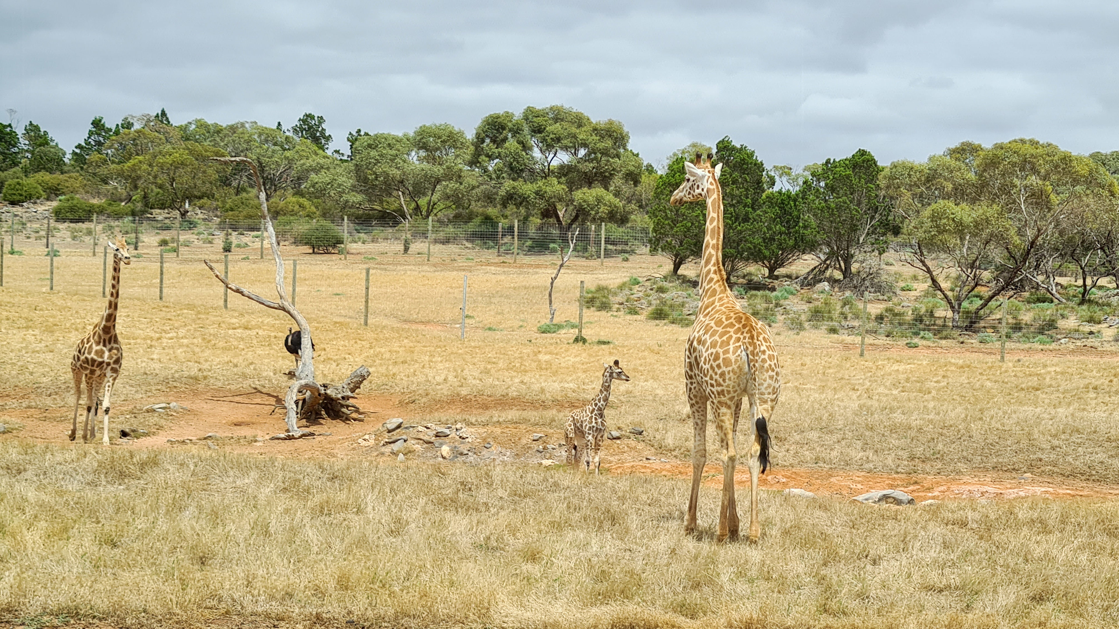 Newest giraffe - 8 weeks old