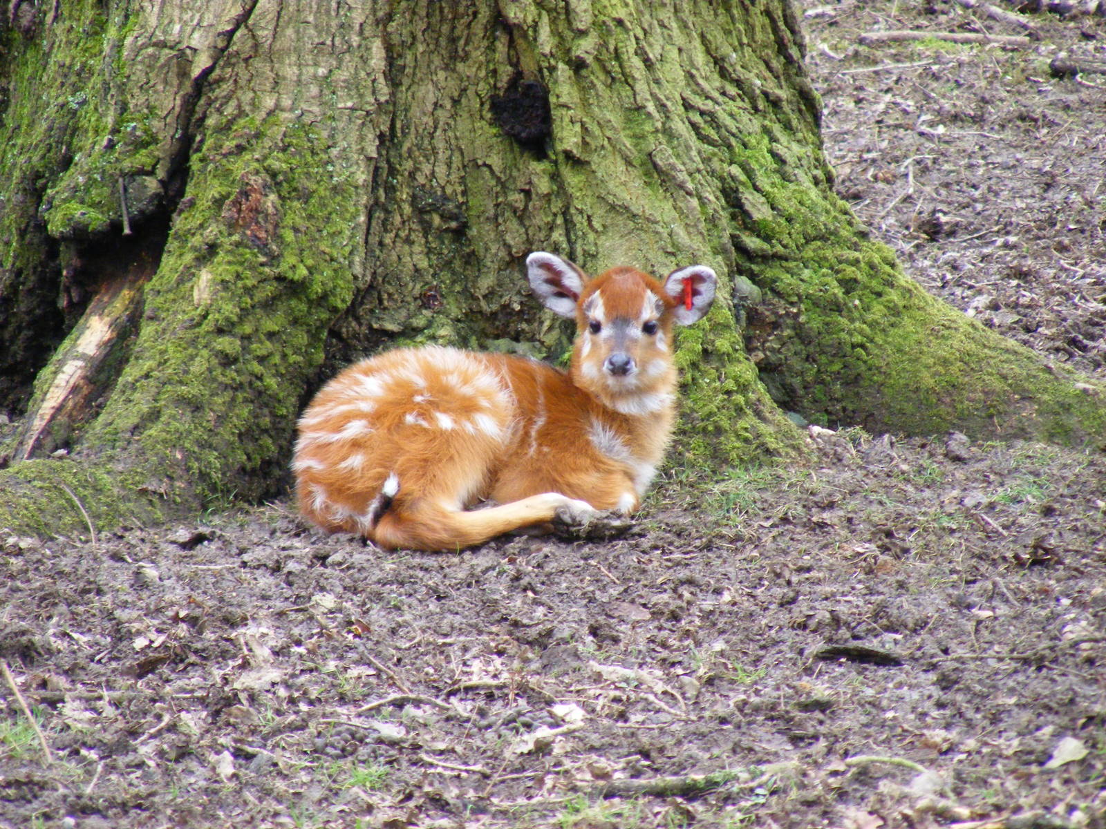 Newest sitatunga calf at Marwell Wildlife, 21 March 2010