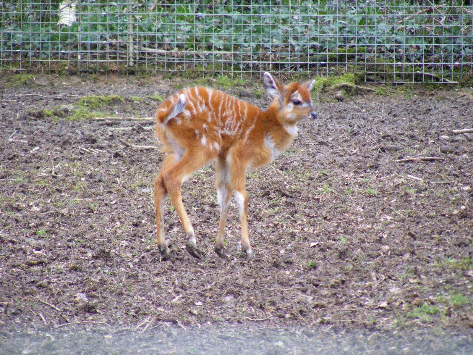 Newest sitatunga calf at Marwell Wildlife, 21 March 2010