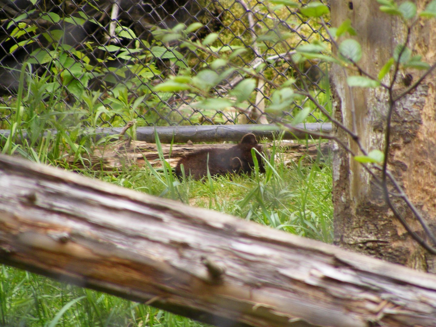 Newfoundland Pine Marten