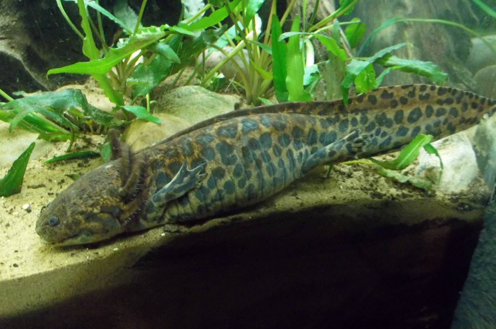 Newly arrived Anderson's Salamander, 10th May 2016