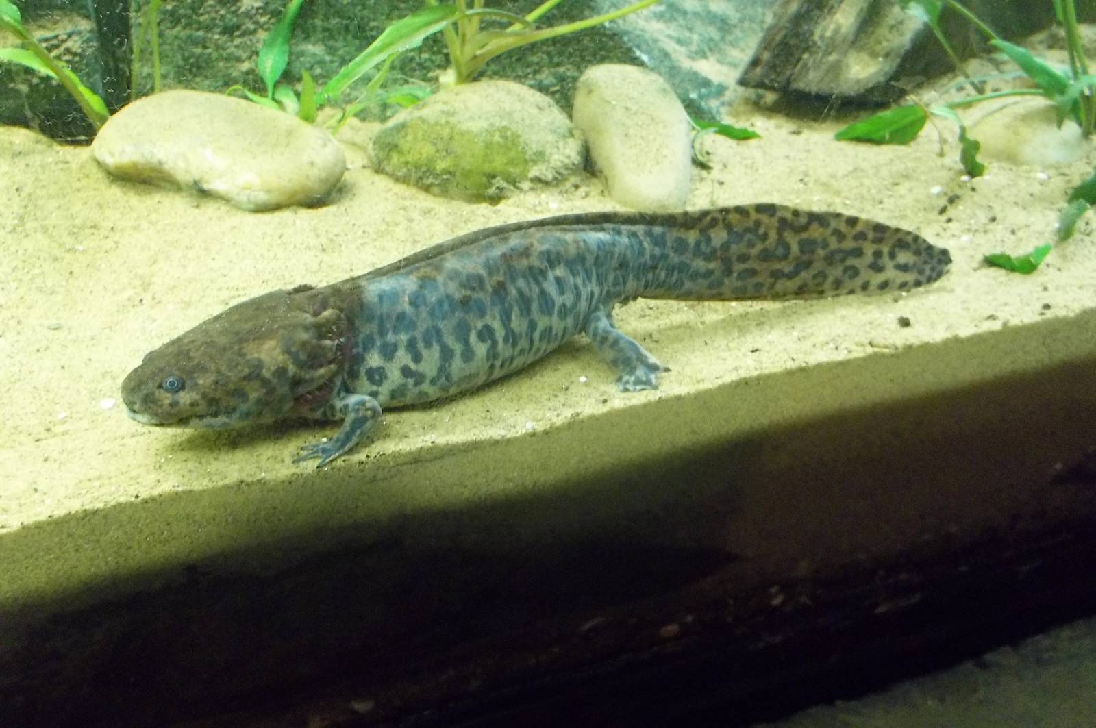 Newly arrived Anderson's Salamander, 10th May 2016