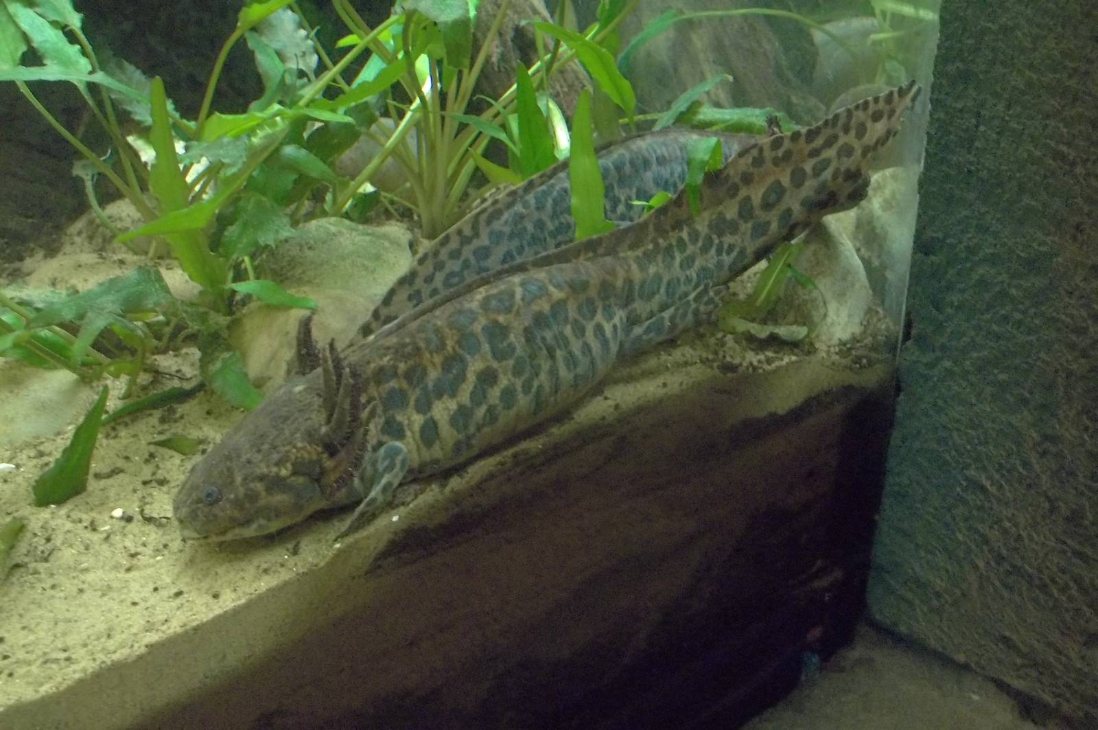 Newly arrived Anderson's Salamanders, 10th May 2016