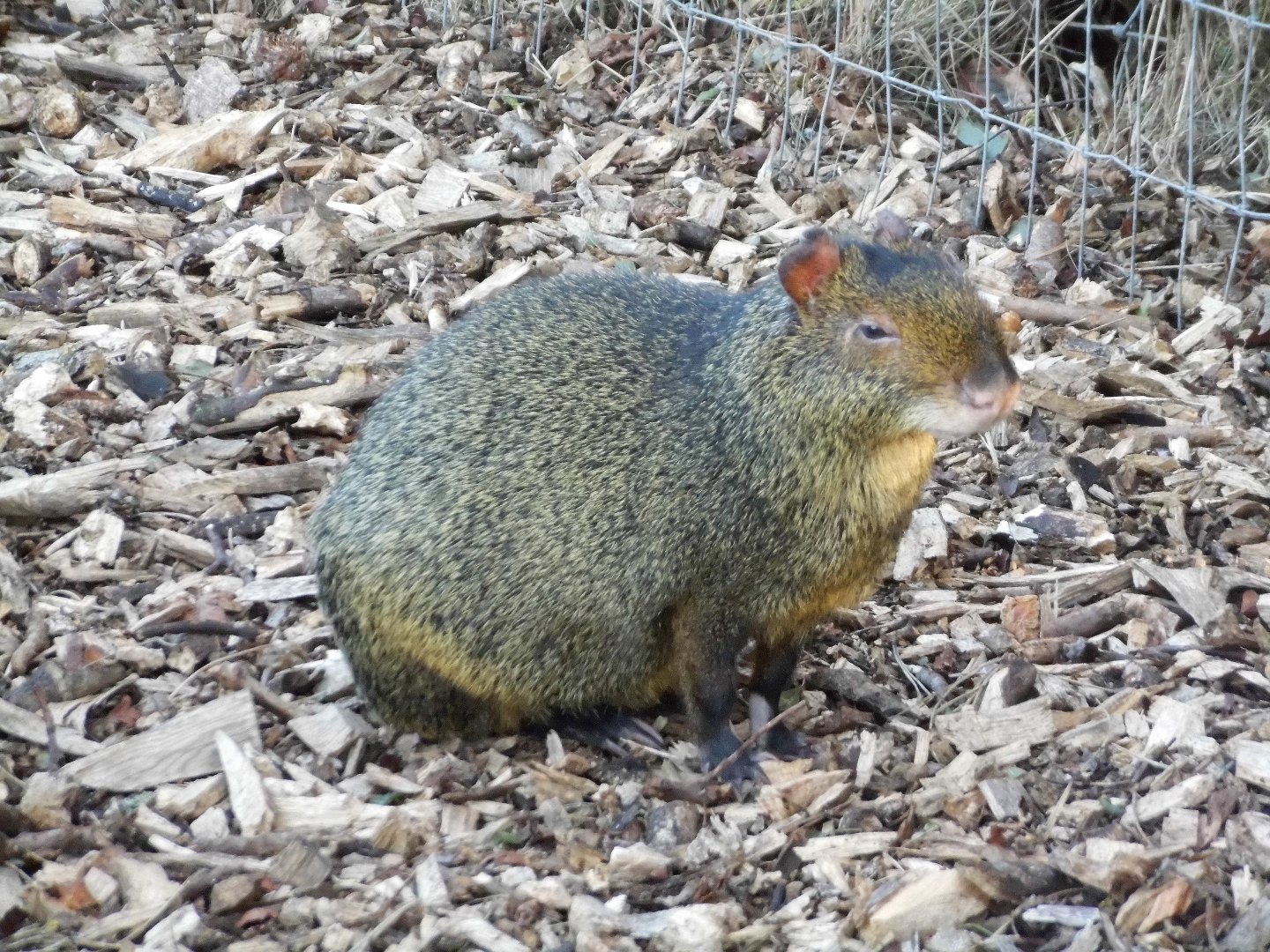 Newly arrived Azara's Agouti, 23rd September 2025