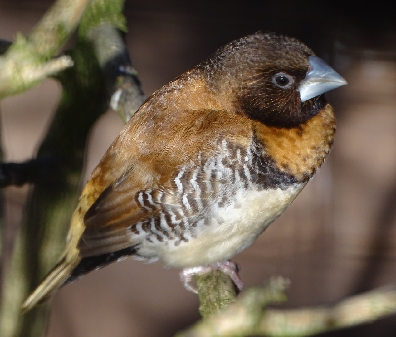 Newly arrived Chestnut-breasted Mannikin, 27th September 2024