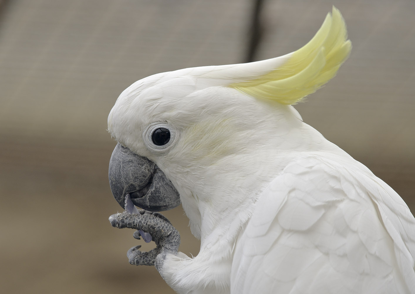 Newly arrived cockatoo