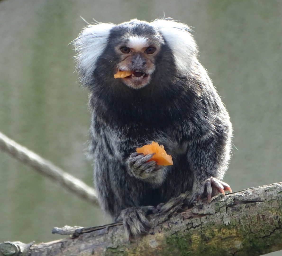 Newly arrived Common Marmoset, 11th April 2025