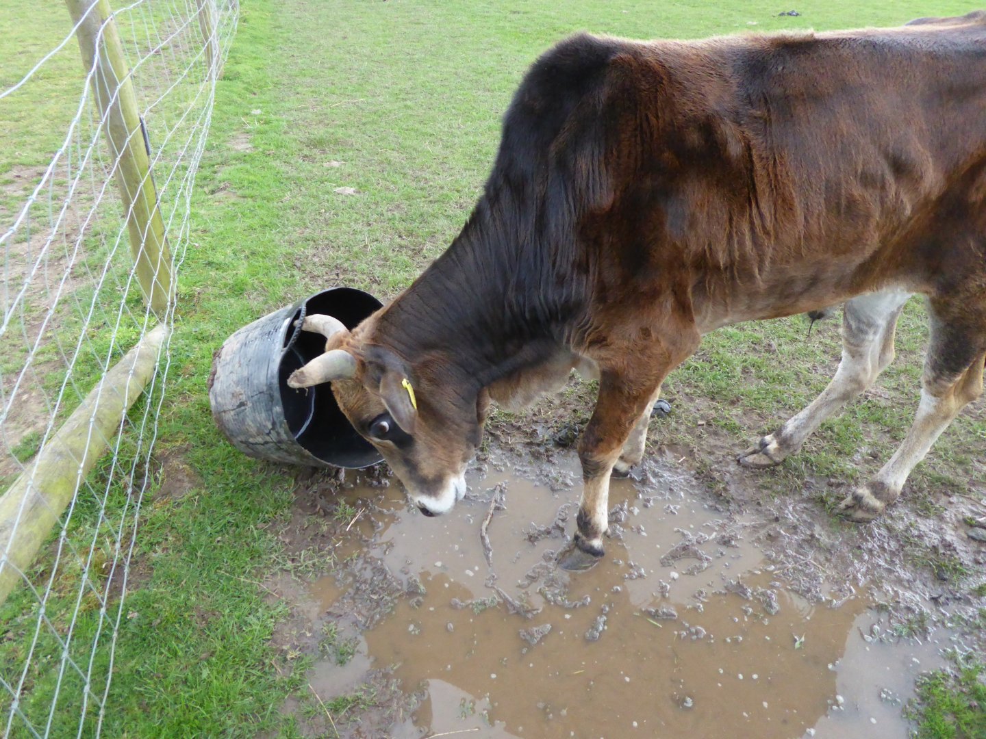 Newly arrived Dwarf Zebu, 21st May 2017