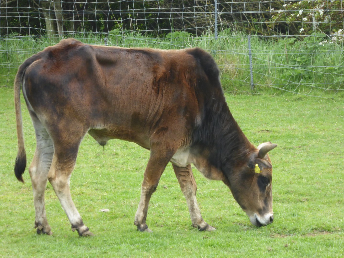 Newly arrived Dwarf Zebu, 21st May 2017