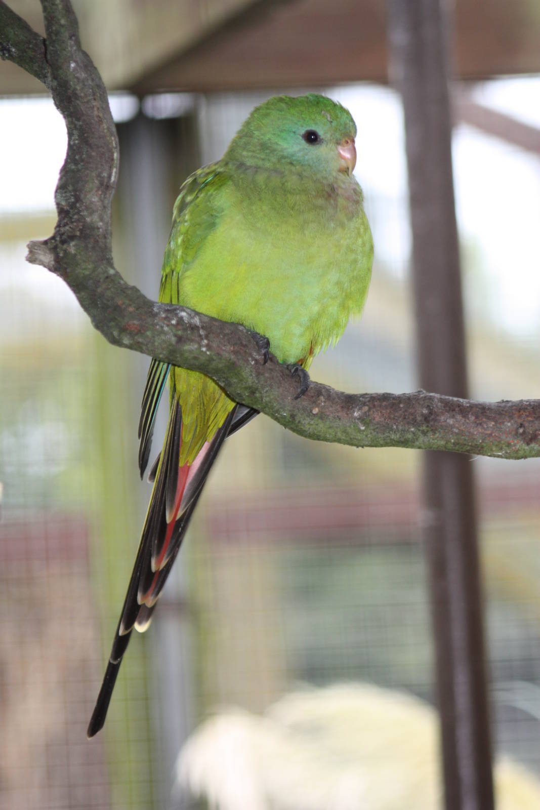 Newly arrived in Polytelis Paradise, 4th October 2014