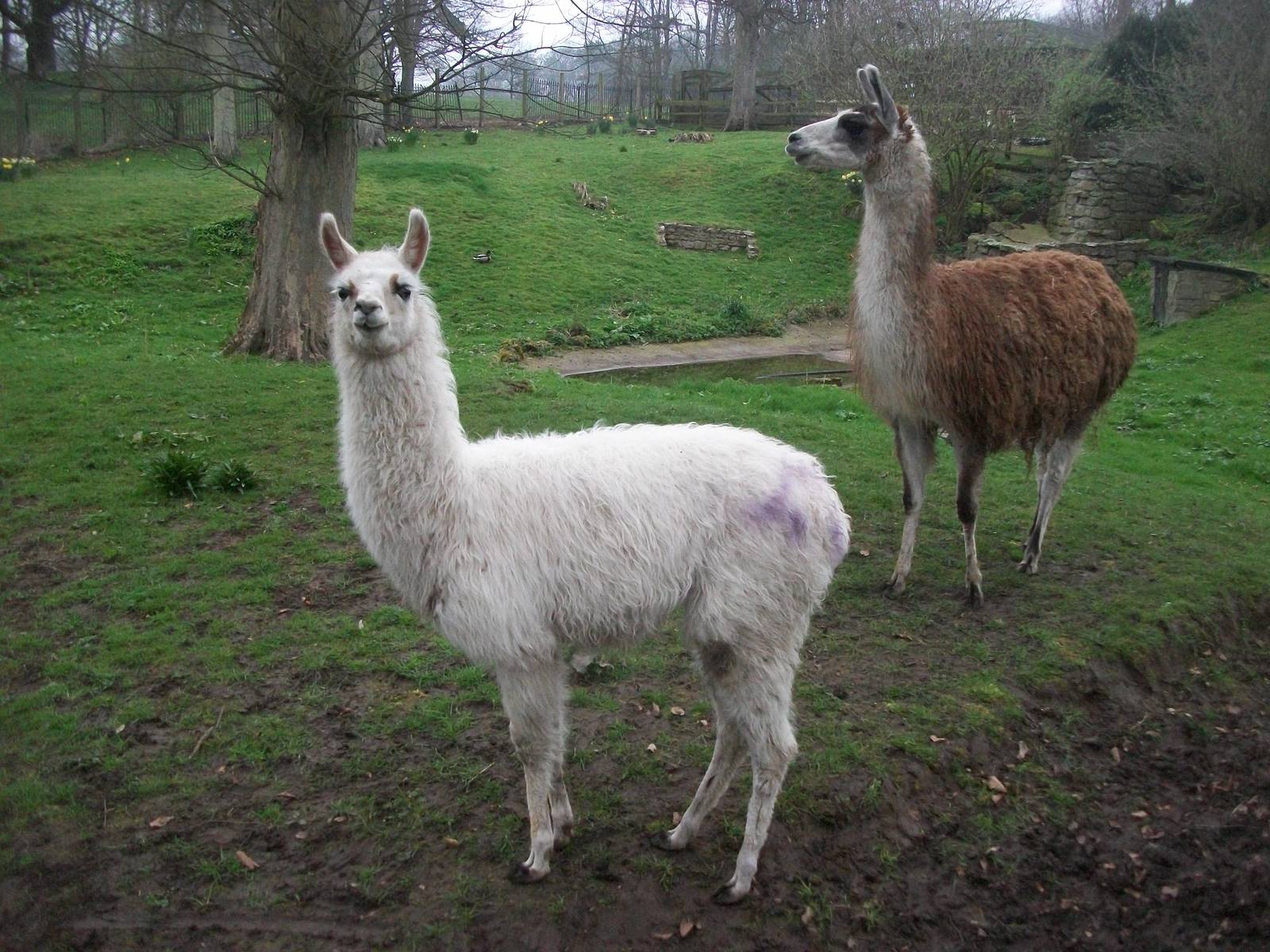 Newly arrived Llamas, 4th April 2014