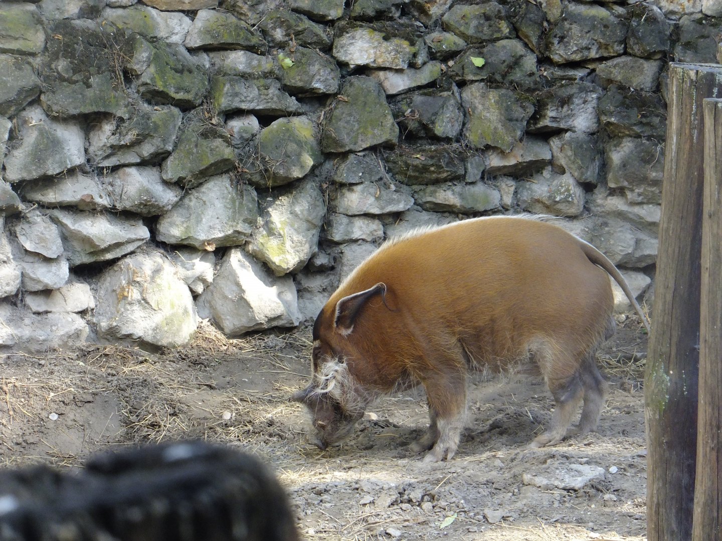 Newly arrived male Red river hog