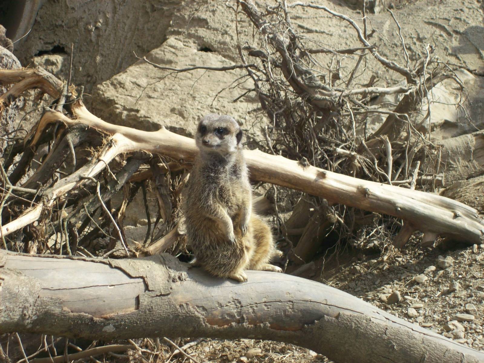 Newly arrived meerkat