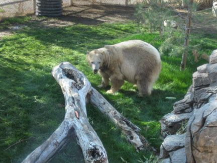 newly arrived polar bear - Feb 21, 2012
