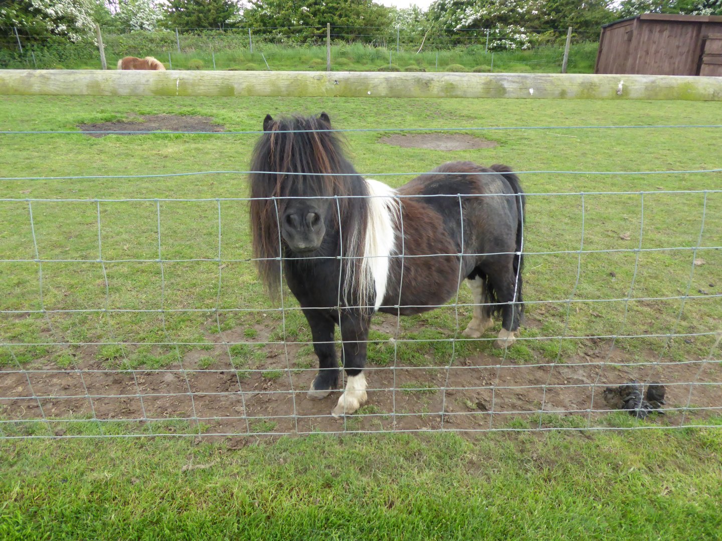 Newly arrived Shetland Pony, 21st May 2017