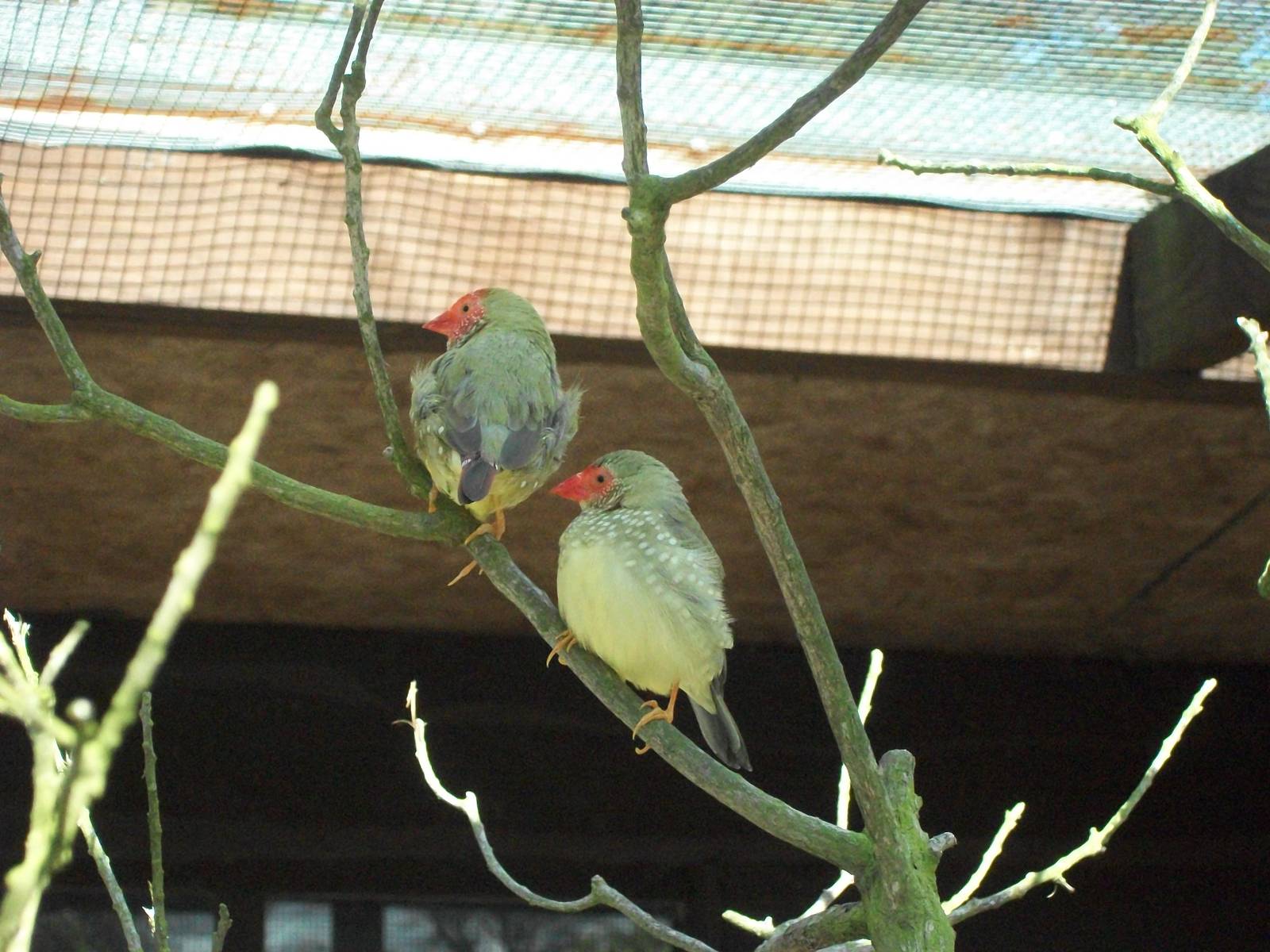 Newly arrived Star Finches, 2nd May 2014