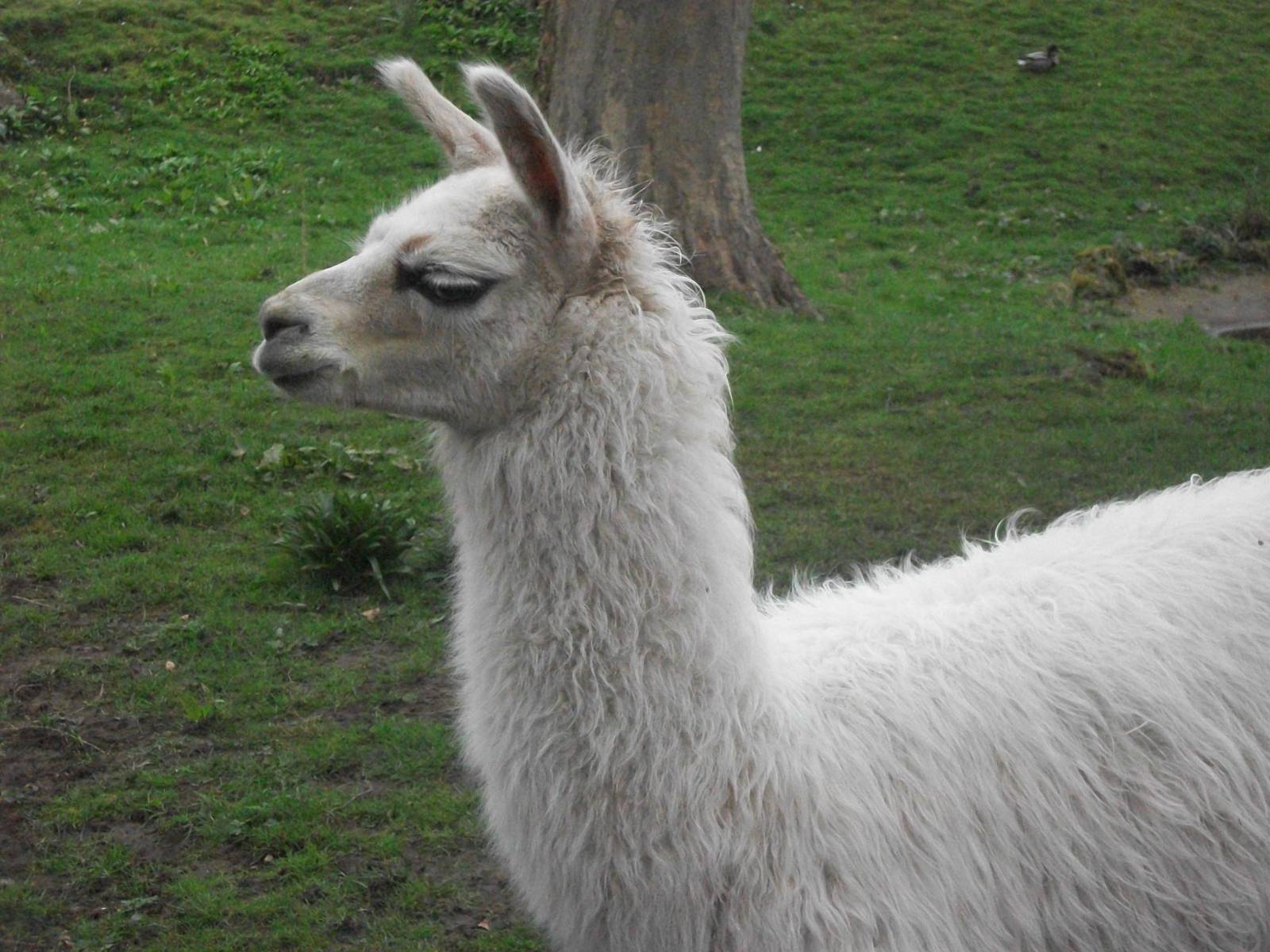 Newly arrived unnamed young Llama, 4th April 2014